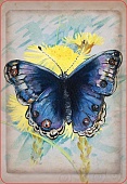 ���� �55