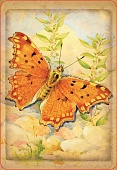 ���� �56