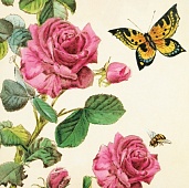 �������� �5 �31