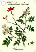 ���� �10�